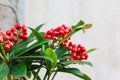 Red berries on green leafy plant Royalty Free Stock Photo