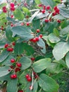red berries on green leaves background