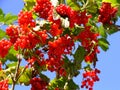 Red Berries, Green Leaves and Blue Sky