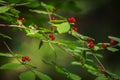 Red berries green leaves in a forest Royalty Free Stock Photo