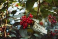 red berries green leaves sunlight outdoor garden bokeh background Royalty Free Stock Photo