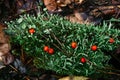 Red berries on green moss in the autumn forest close-up