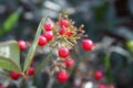Red berries on green plant