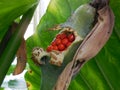 Red Berries in Green Pod Royalty Free Stock Photo