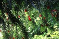 Red berries growing on evergreen yew tree branches