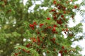 Red berries growing on evergreen yew tree branches