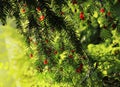 Red berries growing on evergreen yew tree in sunlight