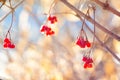 Red berries guelder rose with dew drops in the morning in the fall in sunny weather on a light background_