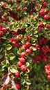 Red berries hanging from the brances of a garden bush