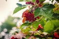 Red berries hanging on branch in green leaves