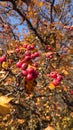 Red berries hanging from the branches of the bush - autumn colors