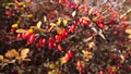 Red berries hanging from the branches of the bush - autumn colors