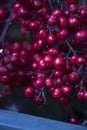 red berries hanging from a tree branch, seedless fruit full of natural goodness Royalty Free Stock Photo