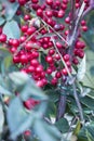 red berries hanging from a tree branch, seedless fruit full of natural goodness Royalty Free Stock Photo