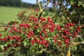 Red berries on Hawthorn bush crataegus monogyna Royalty Free Stock Photo