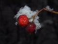 The red berries of the hawthorn, covered with wet snow. Large cr Royalty Free Stock Photo