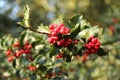 Red berries of holly from close-up on the tree. common holly, English holly, European holly, Christmas holly Royalty Free Stock Photo
