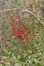 Red Berries in the late Winter