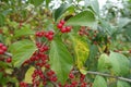 Red berries in the leafage of Lonicera maackii Royalty Free Stock Photo