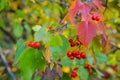 Red berries and leaves of hawthorn on the tree. Autumn natural background Royalty Free Stock Photo