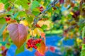 Red berries and leaves of hawthorn on the tree. Autumn natural background Royalty Free Stock Photo