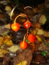 Red in the autumn forest - berry, lily of the valley flower seeds  poisonous . A close up of the Lily of the valley berries . Royalty Free Stock Photo