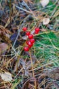 Red berries of lily of the valley among autumn fallen leaves Royalty Free Stock Photo