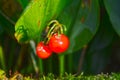 Red berries of the Lily of the valley, Convallaria majalis.