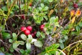 Red berries of lingonberry in the grass in autumn Royalty Free Stock Photo