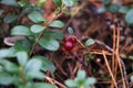 Red berries of a lingonberry in a meadow in the forest. Fall Royalty Free Stock Photo