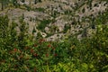 Red Berries at Mount Saint Helens National Volcanic Monument, Washington Royalty Free Stock Photo