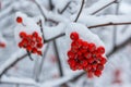 Red berries of mountain ash covered with snow in the park Royalty Free Stock Photo