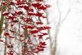 Red berries of mountain ash, covered with snow on a winter day Royalty Free Stock Photo