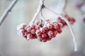 The red berries of the mountain ash are covered with snow. winter, frosty day Royalty Free Stock Photo