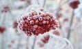 The red berries of the mountain ash are covered with snow. winter, frosty day Royalty Free Stock Photo