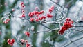 Red berries of mountain ash on a tree during a snowfall Royalty Free Stock Photo