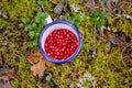 red berries in mug on ground in forest