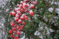 Red berries of a Nandina bush covered with snow