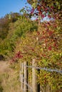 Red Berries Over Barbed Wire Fence