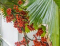 Red berries on the palm tree Royalty Free Stock Photo