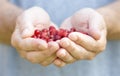 Red berries are on the palms of men`s hands, folded in the shape of a heart