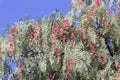 Red berries of a Peruvian peppertree Schinus molle Royalty Free Stock Photo