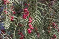 Red berries of a Peruvian peppertree Schinus molle