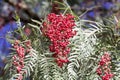 Red berries of a Peruvian peppertree Schinus molle Royalty Free Stock Photo