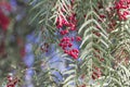 Red berries of a Peruvian peppertree Schinus molle Royalty Free Stock Photo