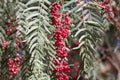 Red berries of a Peruvian peppertree Schinus molle Royalty Free Stock Photo