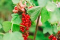 Red berries picking in the summer garden.currant summer harvest. Royalty Free Stock Photo