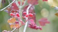 Red Berries Plant