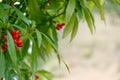 Red berries of the plant daphne mezereum