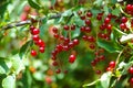 Red berries of Prunus padus (bird cherry, hackberry, hagberry or Mayday tree) on tree branches Royalty Free Stock Photo